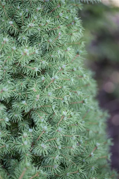 Picea glauca 'Conica'