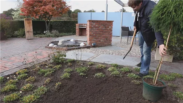 Fadenzypresse - Einpflanzen im Garten (thumbnail)