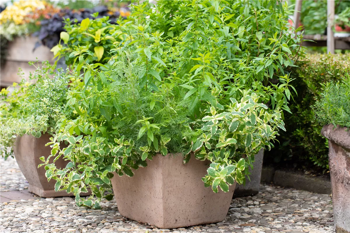 Kräuter auf dem Balkon - Gartencenter Heuschkel