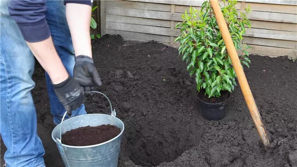 Loorbeerkirsche - Einpflanzen im Garten (thumbnail)