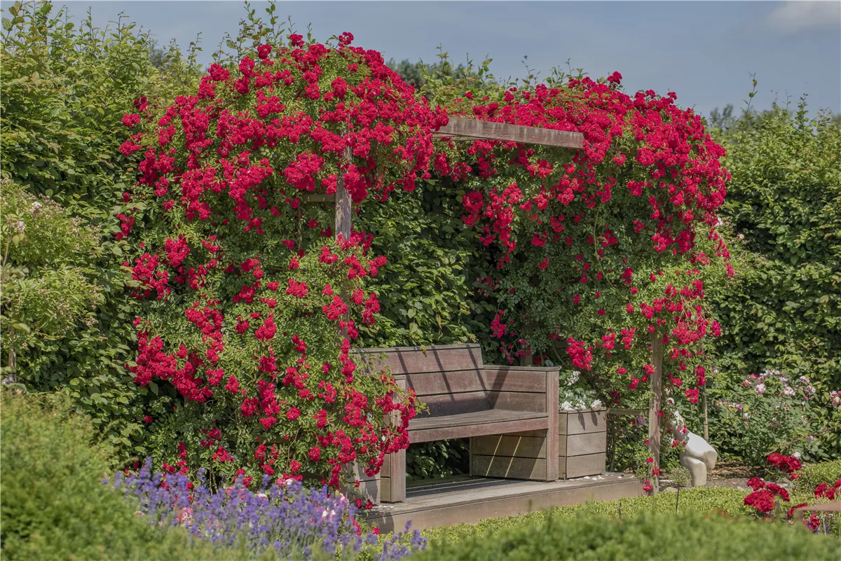 So werden Cottage-Träume wahr - Gartencenter Heuschkel