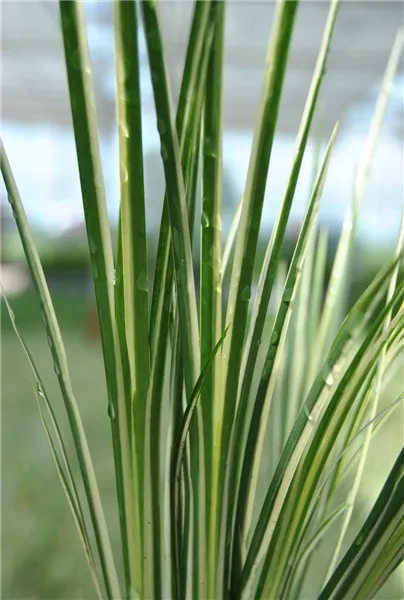 Acorus gramineus