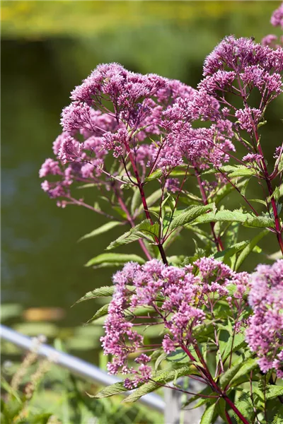 Spiraea japonica