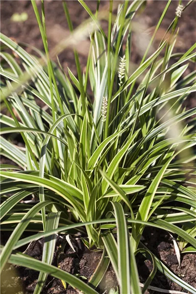 Acorus gramineus