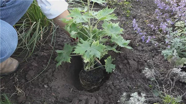 Rittersporn - Einpflanzen im Garten (thumbnail)