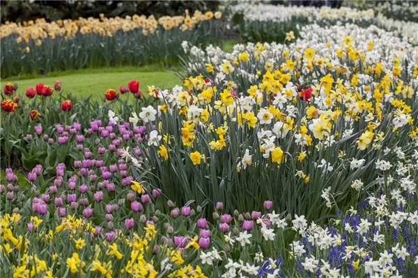Narcissus