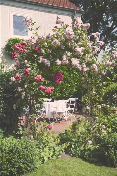 Rosa, rosa