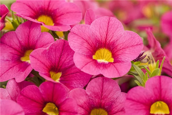 Calibrachoa Calitastic™