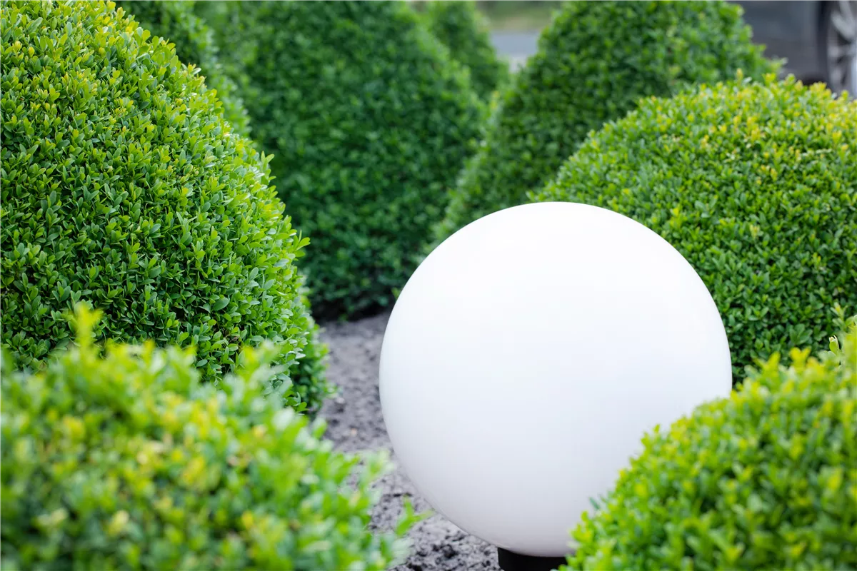 Spiele mit Farbe und Licht in Ihrem Garten - Gartencenter Heuschkel
