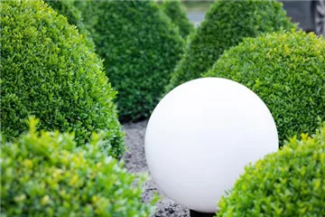 Spiele mit Farbe und Licht in Ihrem Garten 