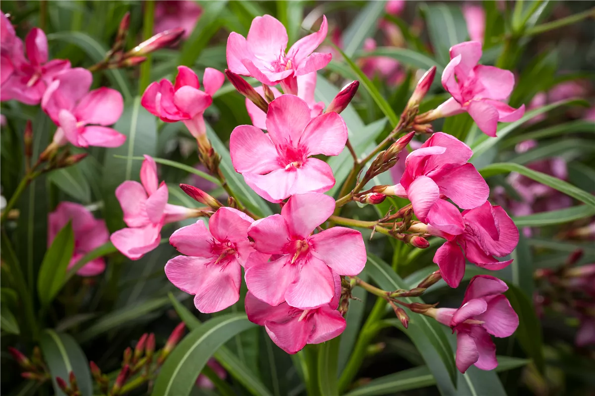 Oleander selber vermehren - Gartencenter Heuschkel