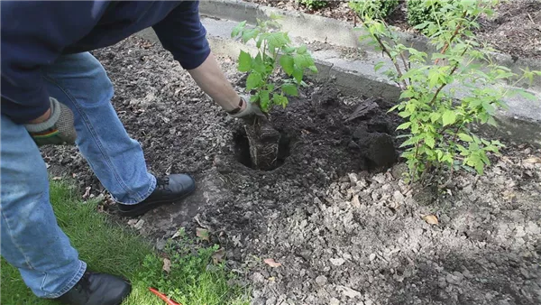 Himbeere - Einpflanzen im Garten (thumbnail)