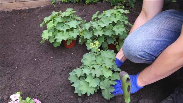 Frauenmantel - Einpflanzen im Garten (thumbnail)