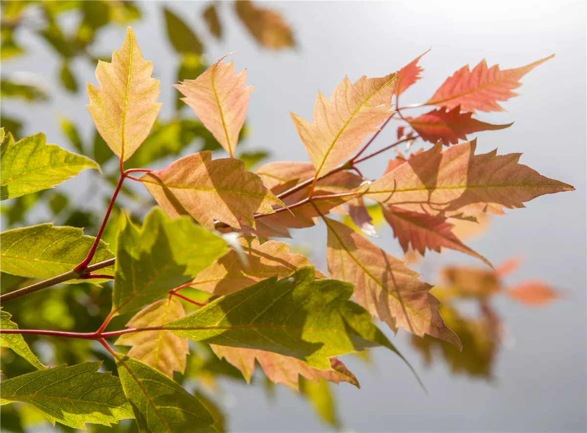 Der herbstliche Garten schön in Form - Gartencenter Heuschkel