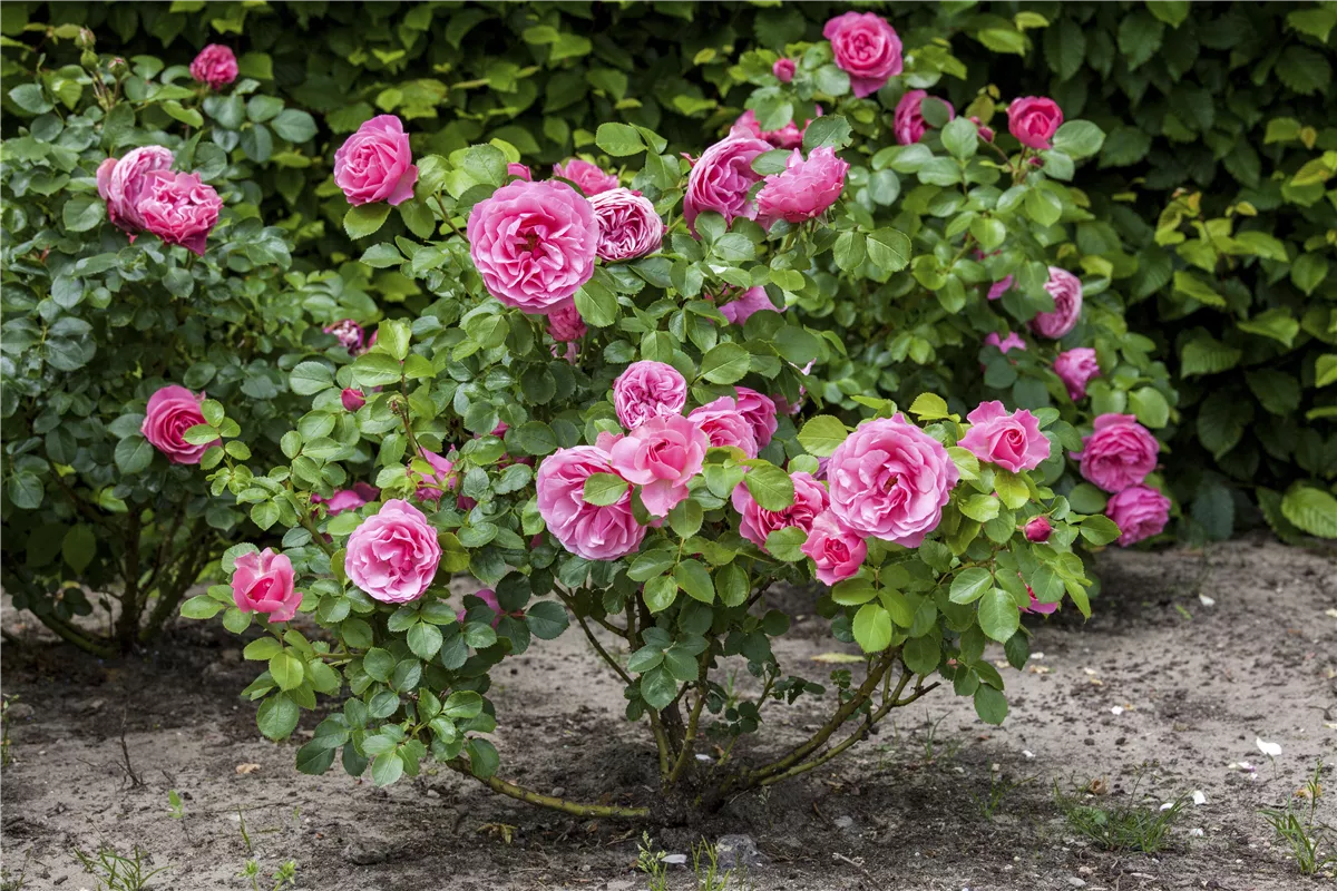 Rosen fit für den Winter machen - Gartencenter Heuschkel