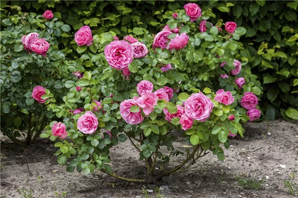 Rosen fit für den Winter machen