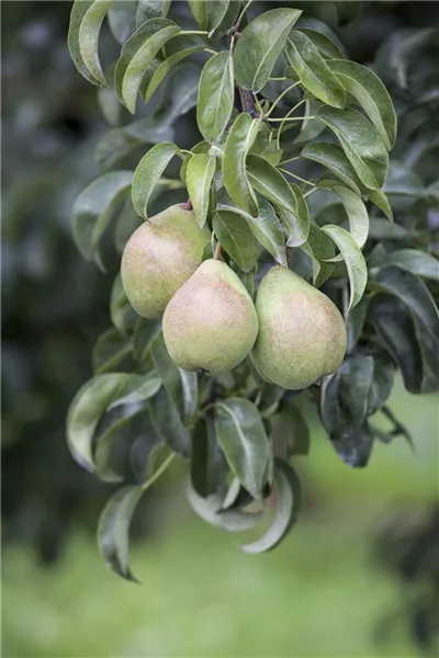 Pyrus communis