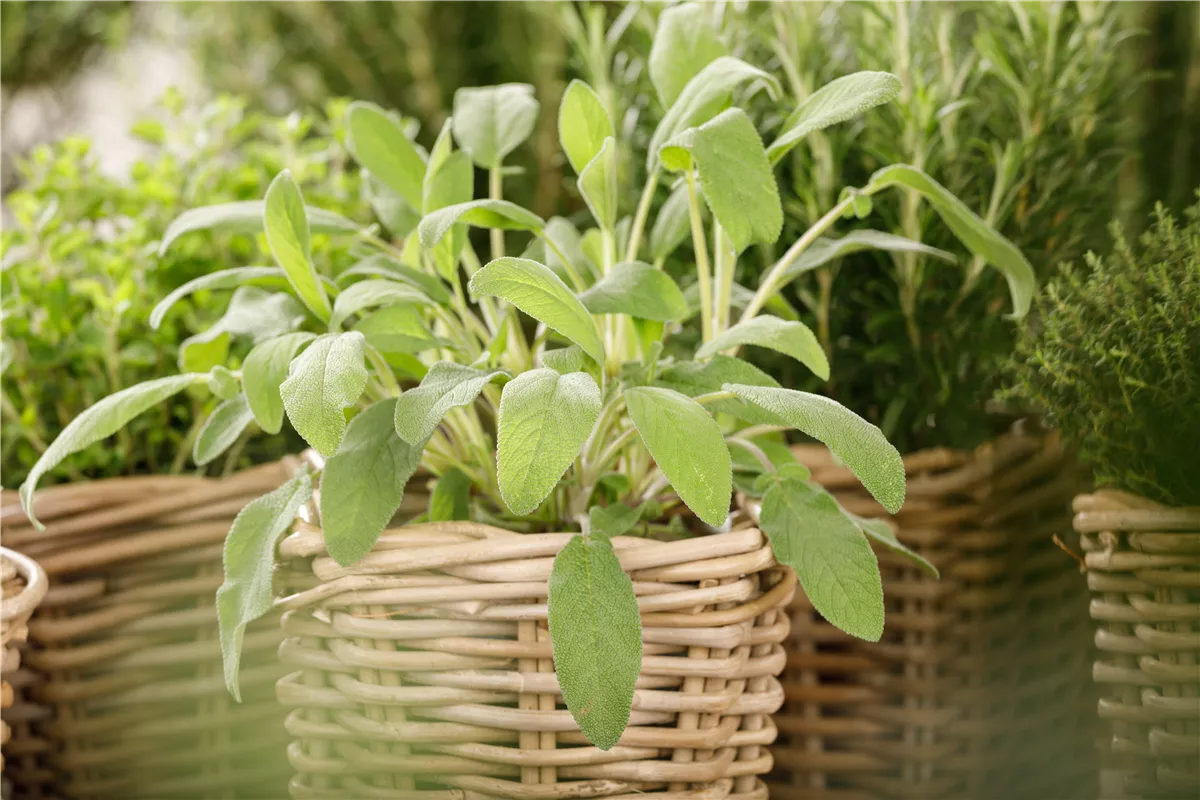 Salbei – Zierpflanze und Heilkraut - Gartencenter Heuschkel