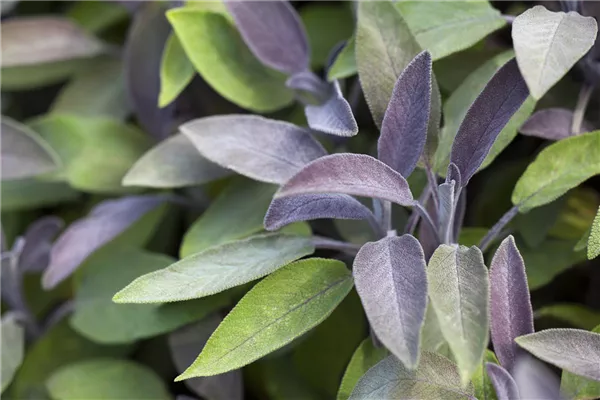 Salvia officinalis 'Purpurea'