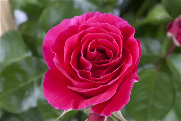 Pflanzzeit für Rosen
