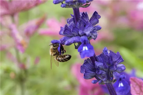 Salvia viridis