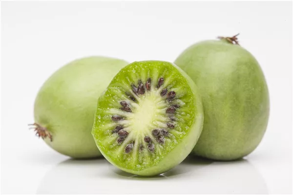 Actinidia arguta