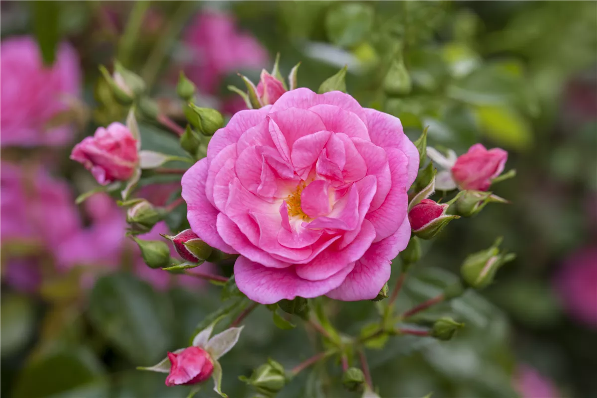 Rosen schneiden im Herbst - Gartencenter Heuschkel