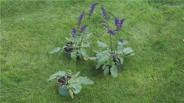 Salbei - Einpflanzen im Garten (thumbnail)