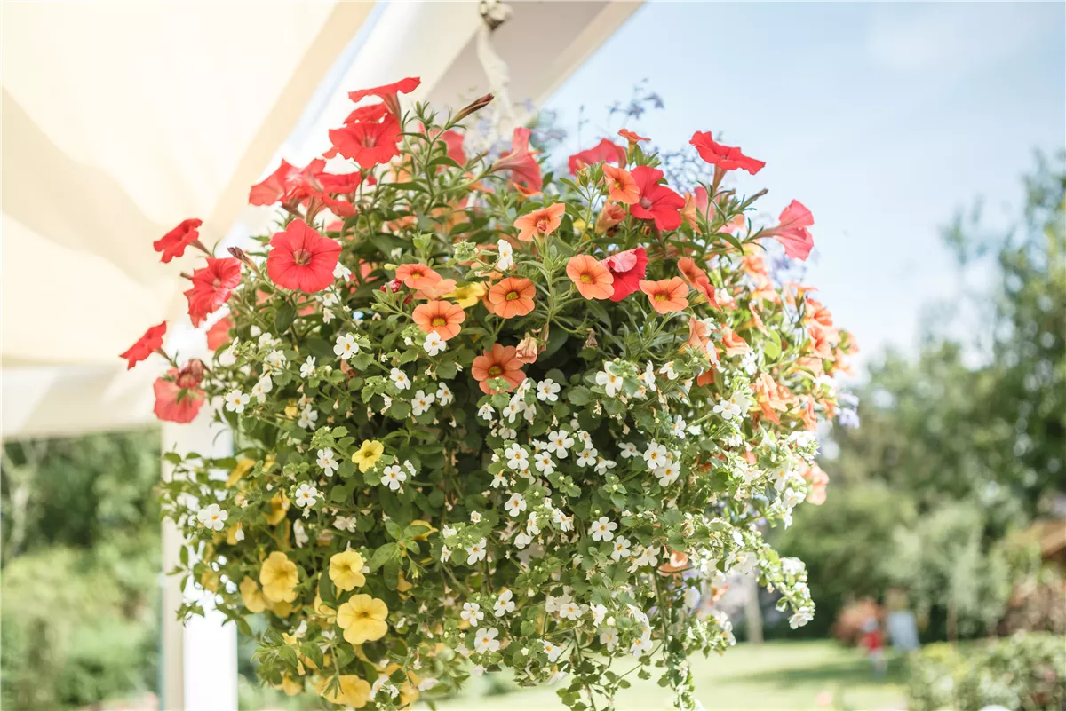 Die schönen Klassiker für den Balkon - Gartencenter Heuschkel