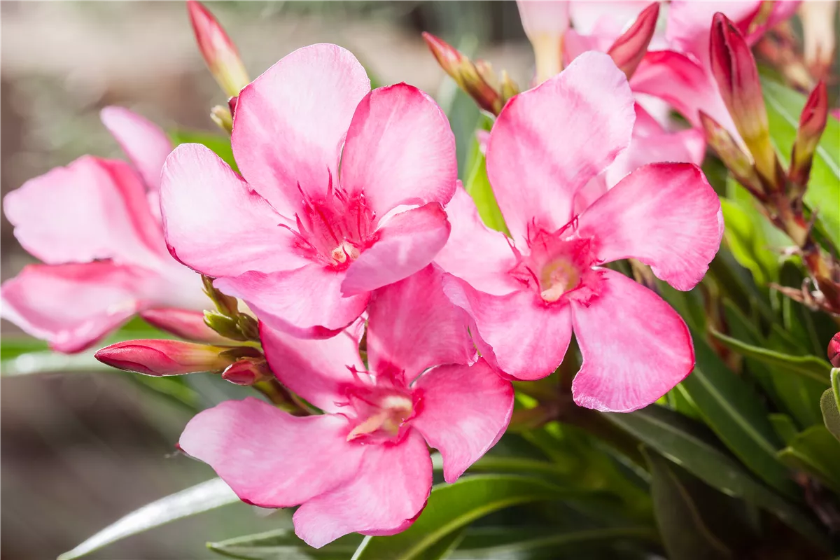 Oleander schneiden - Gartencenter Heuschkel